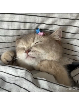 月紅 - えりなの女の子ブログ画像