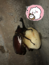 月紅 - えりなの女の子ブログ画像