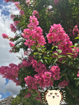 月紅 - えりなの女の子ブログ画像