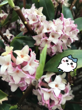 月紅 - えりなの女の子ブログ画像