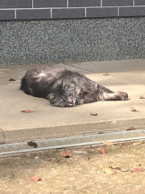 月紅 - えりなの女の子ブログ画像