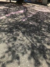 月紅 - えりなの女の子ブログ画像