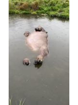 月紅 - えりなの女の子ブログ画像