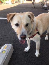 月紅 - えりなの女の子ブログ画像