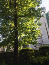 月紅 - えりなの女の子ブログ画像