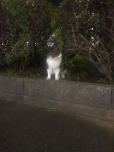 月紅 - えりなの女の子ブログ画像