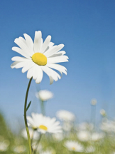 月紅 - なみの女の子ブログ画像