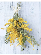 月紅 - なみの女の子ブログ画像