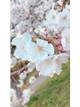 月紅 - なみの女の子ブログ画像