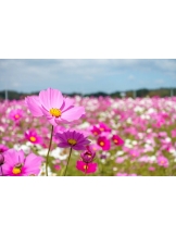 月紅 - なみの女の子ブログ画像