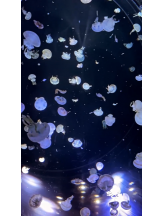 月紅 - なみの女の子ブログ画像