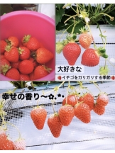 月紅 - なみの女の子ブログ画像