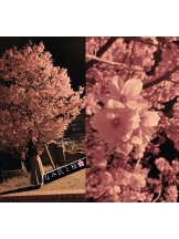 月紅 - なみの女の子ブログ画像