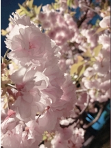 月紅 - なみの女の子ブログ画像