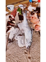 月紅 - なみの女の子ブログ画像