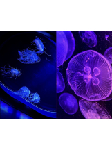 月紅 - なみの女の子ブログ画像