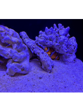 月紅 - なみの女の子ブログ画像