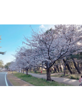 月紅 - なみの女の子ブログ画像