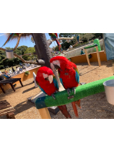 月紅 - なみの女の子ブログ画像