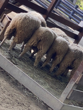 月紅 - なみの女の子ブログ画像