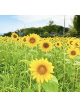 月紅 - なみの女の子ブログ画像