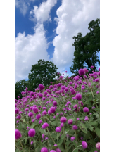 月紅 - なみの女の子ブログ画像