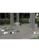 月紅 - なみの女の子ブログ画像