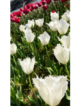 月紅 - なみの女の子ブログ画像