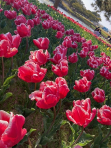 月紅 - なみの女の子ブログ画像