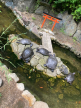 月紅 - なみの女の子ブログ画像