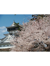 月紅 - 店長ブログの女の子ブログ画像