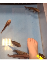 月紅 - 店長ブログの女の子ブログ画像