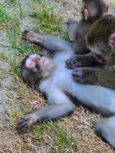 月紅 - 店長ブログの女の子ブログ画像