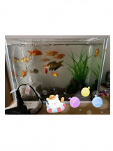 月紅 - ひなたの女の子ブログ画像