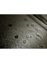 月紅 - ひなたの女の子ブログ画像