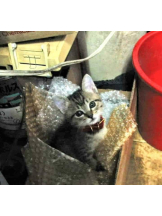 月紅 - ひなたの女の子ブログ画像