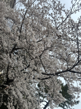 月紅 - ひなたの女の子ブログ画像