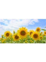 月紅 - ひなたの女の子ブログ画像