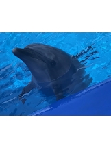 月紅 - ひなたの女の子ブログ画像