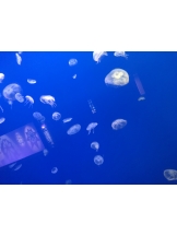 月紅 - ひなたの女の子ブログ画像