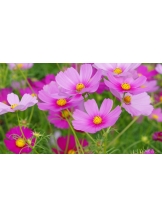 月紅 - ひなたの女の子ブログ画像