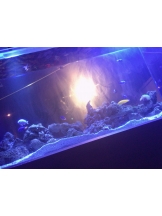 月紅 - ひなたの女の子ブログ画像