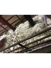 月紅 - ひなたの女の子ブログ画像