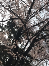 月紅 - ひなたの女の子ブログ画像