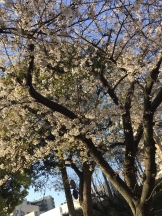 月紅 - ひなたの女の子ブログ画像