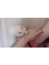 月紅 - ひなたの女の子ブログ画像