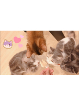 月紅 - ひなたの女の子ブログ画像