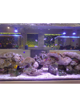 月紅 - ひなたの女の子ブログ画像