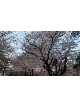 月紅 - ひなたの女の子ブログ画像