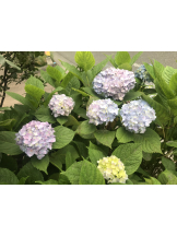 月紅 - ひなたの女の子ブログ画像